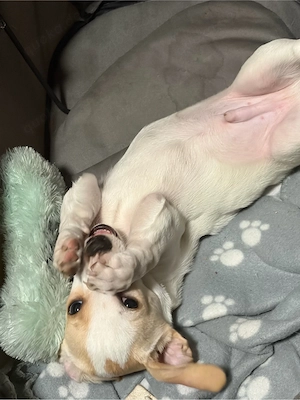 Jack Russell 3 Monate alt 
