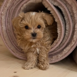 Super F1 Maltipoo welpen zu verkaufen