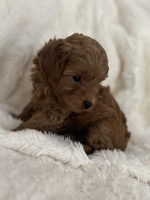 Maltipoo Welpen