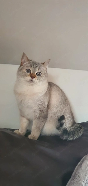 Liebevolle Katze sucht ein neues Zuhause 