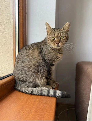 Maui Verschmuster Tiger sucht Familie zum Schmusen