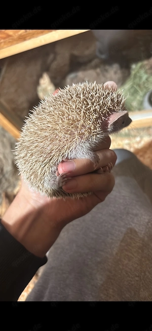 6 tanrek igel jungtiere 