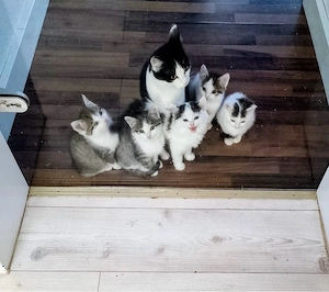Kitten suchen Zuhause