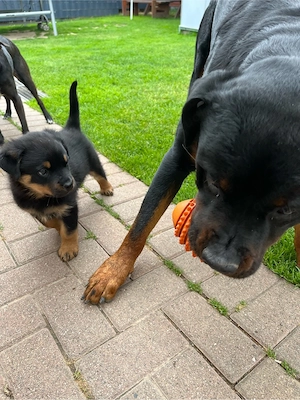 deckrüde rottweiler