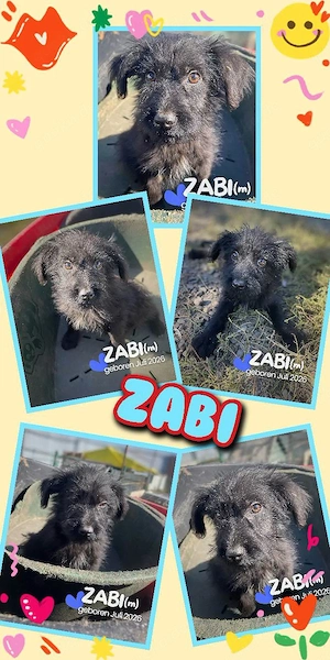 zuckersüßer, kleiner Welpenjunge "Zabi" sucht ein liebevolles Zuhause