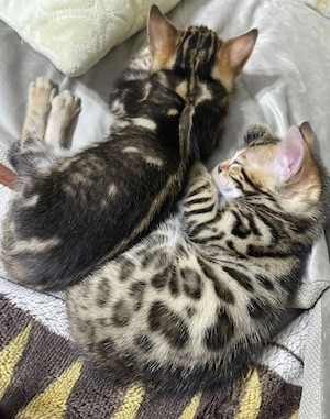 bengalkatze