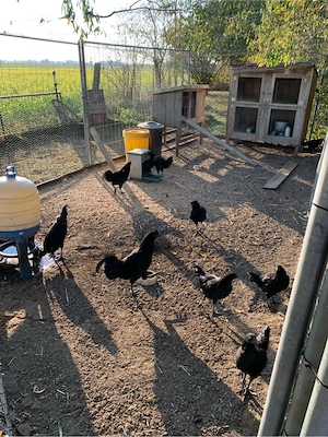 Ayam Cemani