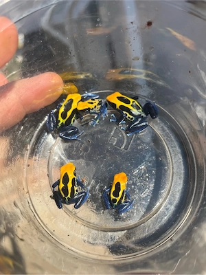 Dendrobates tinctorius brasilianer 0.0.5 Pfeilgiftfrösche Frösche Terraristik 