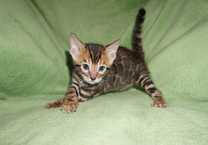 Reinrassige Bengal Kitten mit Stammbaum ab November 