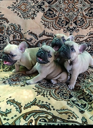 Französische Bulldogge