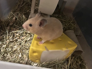 7 Wochen alte Goldhamster abzugeben