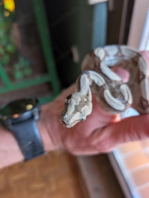 Boa constrictor Longicauda ENZ 06 2026