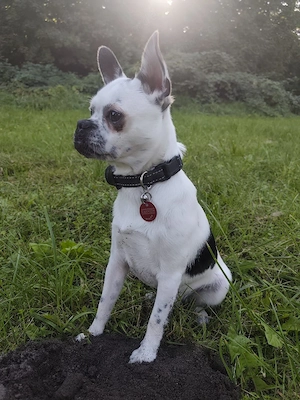 Suche Weibchen fürs decken