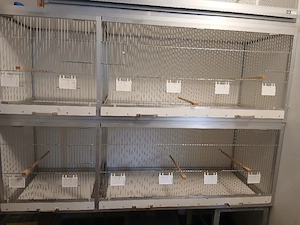 Große Zuchtboxen 