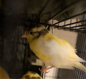   Kanarienvögel abzugeben   Jungvögel