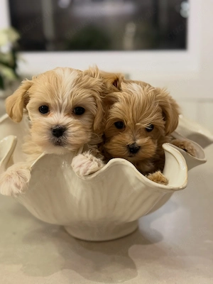 Maltipoo Welpen zu verkaufen