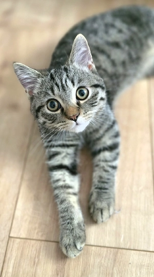 bkh kater 