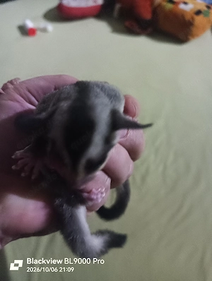Sugar Glider Baby mit Mutter 