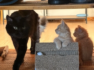 Maine Coon Kitten