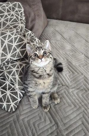 bkh kater 