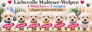 Liebevolle Malteser-Welpen   4 Mädchen & 3 Jungen