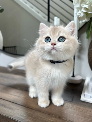 Süße BKH Kitten   Britisch Kurzhaar   Abholung & Reservierung