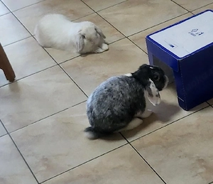 kastrat zwergwidder hase kaninchen