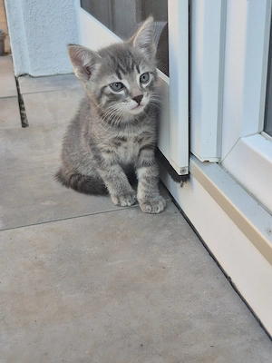 katzenbaby männlich 
