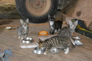 Achtung - 4 zuckersüße Katzenbabys werden langsam erwachsen und suchen ein neues liebevolles zuhause