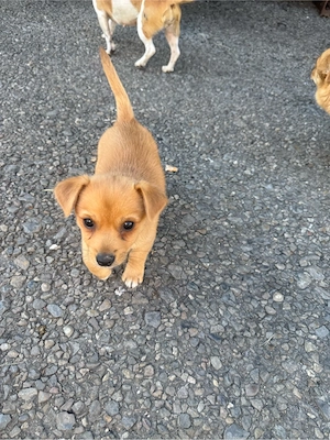 Jack Russel x Pomeranian Mixe 