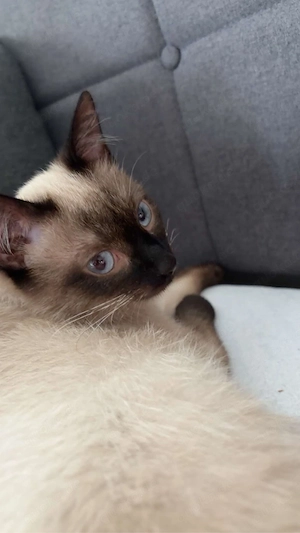 Siamkatze sucht ein neues Zuhause