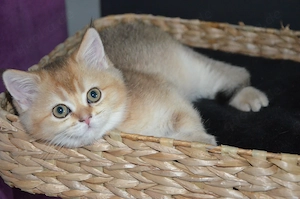 Süße BKH Golden Shaded Babykatzen - entwurmt und geimpft 