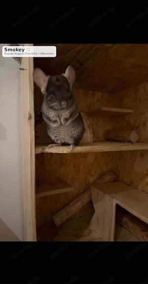 Smokey   1-jähriges Angora-Chinchilla sucht liebevolles Zuhause