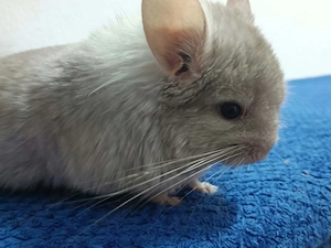 Royal Persian Angora Chinchilla-Bock in Pastel   Beige (geb. 04.05.2026)