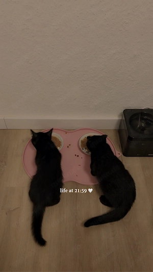 Zwei geschwister katzen abzugeben 
