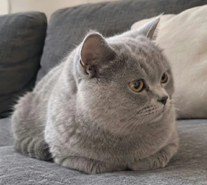 Kater.Britische kurz hair
