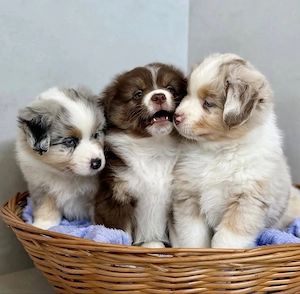 Miniature Australian Shepherd Welpen!!