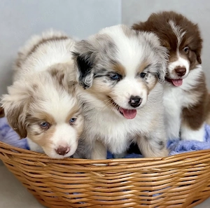 Reinrassige Aussie Australian Shepherd Welpen!!