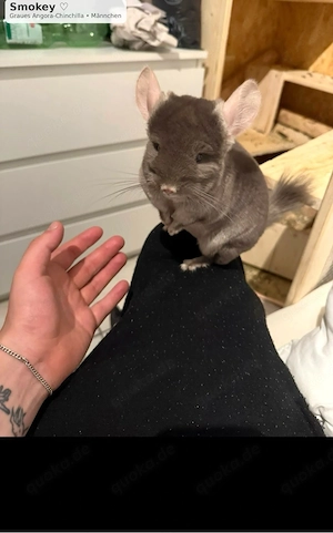 Smokey 1-jähriges Angora-Chinchilla sucht liebevolles Zuhause