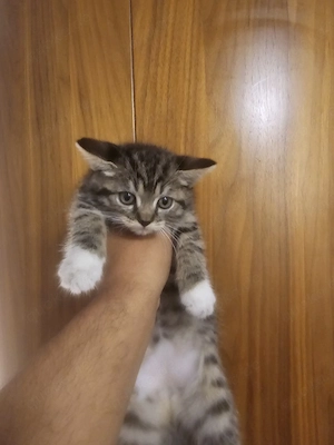 weibliche Katzenbaby Türkische Angora Mix