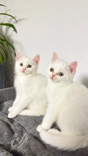 Reinrassige BKH Kitten