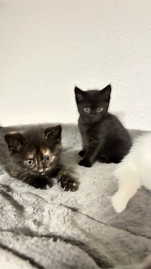 BKH Kitten