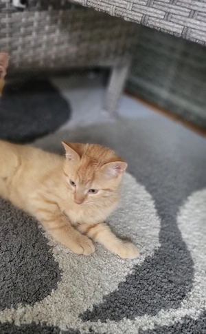 EKH Kitten Kätzchen  Babykatze
