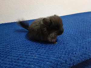 Chinchilla Angora Dame - Homoebony   Black (geb. 23.08.2026)