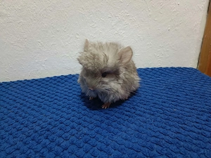  Chinchilla Angora Bock - Beige   Pastel (geb. 23.08.2026)