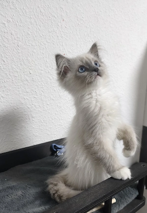 Liebevoller Ragdoll Kater Milo sucht sein Traumzuhause     