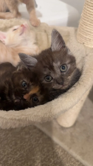 mainecoon mix
