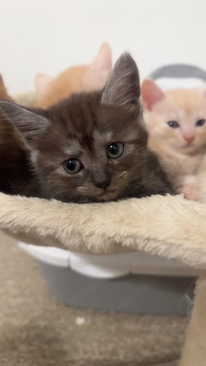 maincoon mix