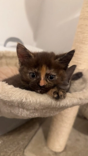 mainecoon mix