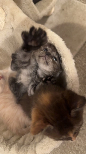 mainecoon mix 